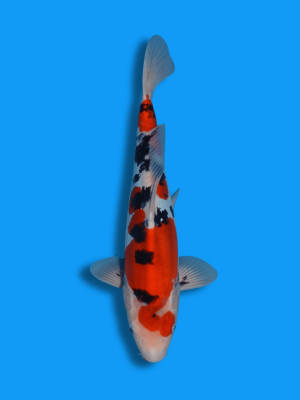 Doitsu Sanke | Koi&Co.